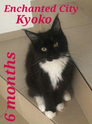 kyoko1
